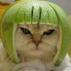 Avatar de l’utilisateur